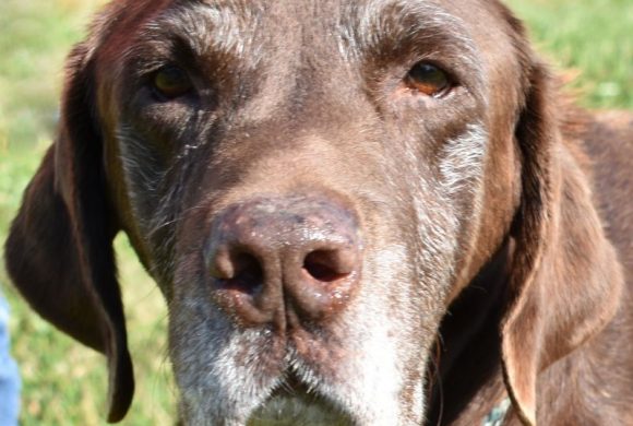 Video: Majestic Murphy