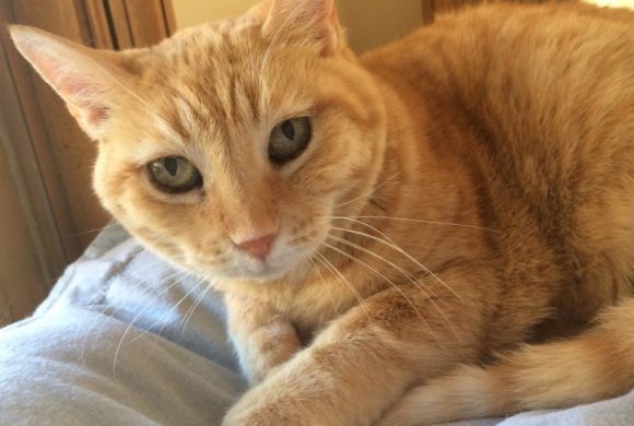 Video: Resilient Rosie