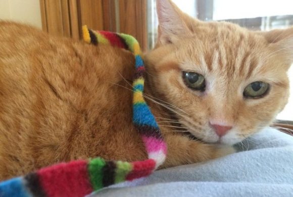 Cat of the Week – Rosie