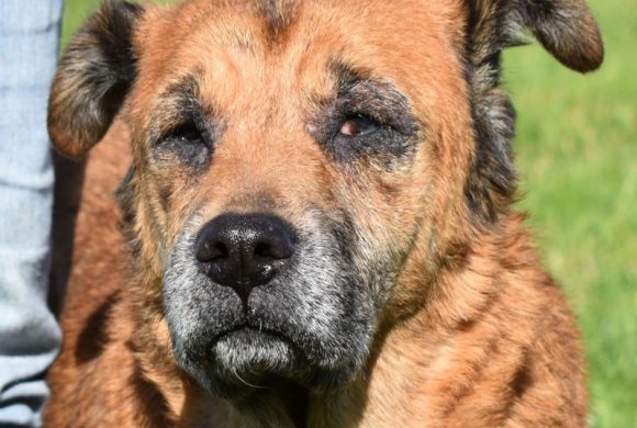 Dog of the Week – Babette