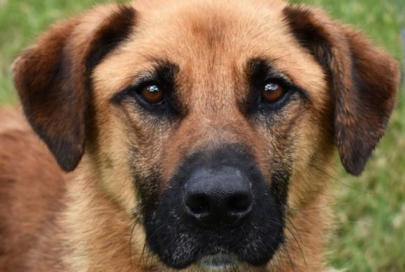 Dog of the Week – Fernando
