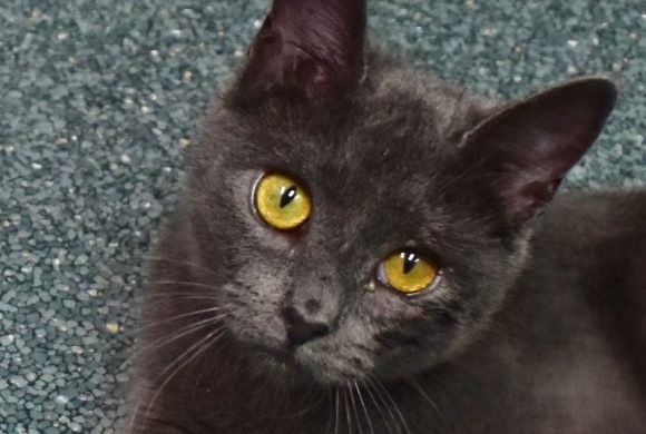 Cat of the Week – Katara