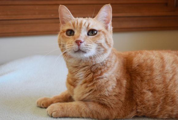 Video: Rosie’s Insulin Isn’t So Scary!