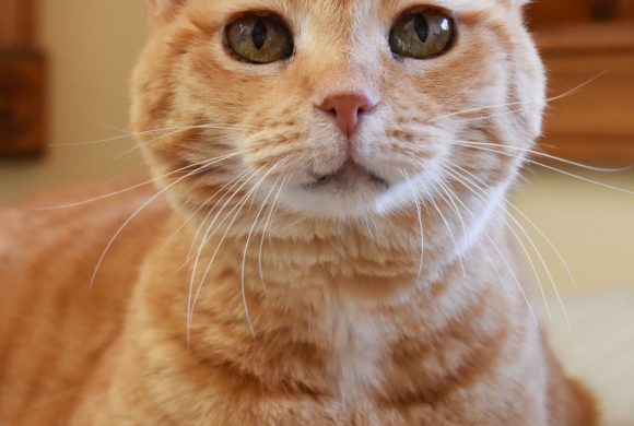 Cat of the Week – Rosie Cat of the Week – Rosie