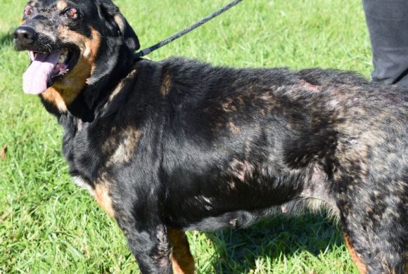 Dog of the Week – Shelley