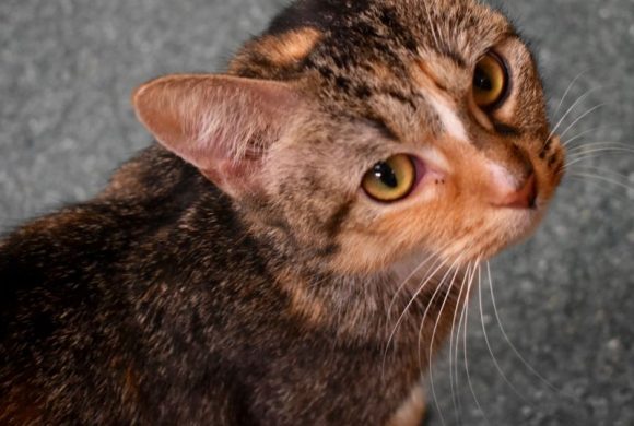 Cat of the Week – Shirley