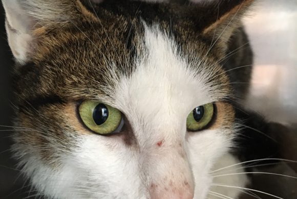 Cat of the Week – Tom