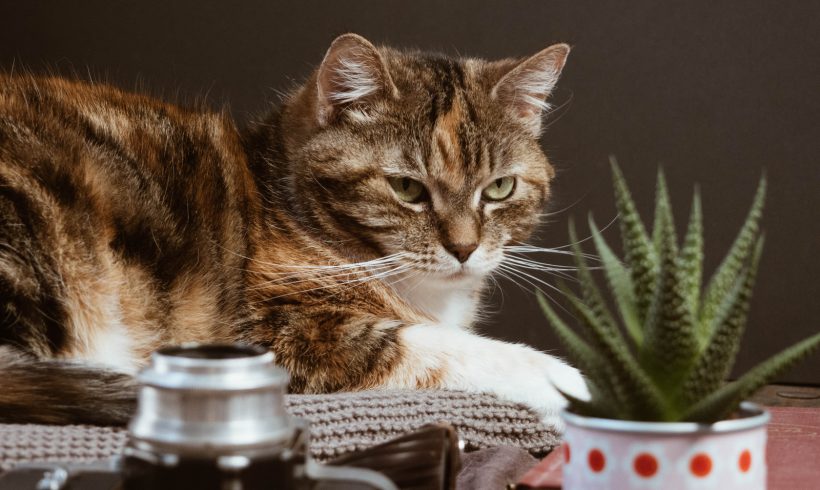 House plants can pose danger to your pets