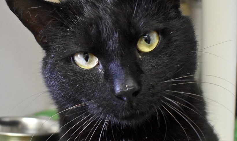 Cat of the Week – Duley