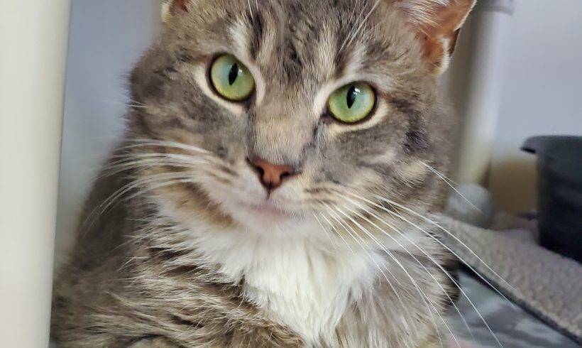 Cat of the Week – Eugene