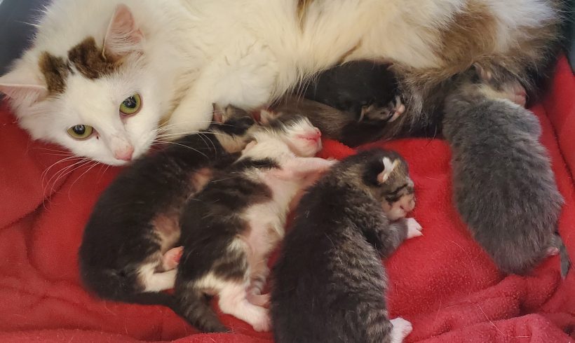 Properly separating kittens from mom and siblings