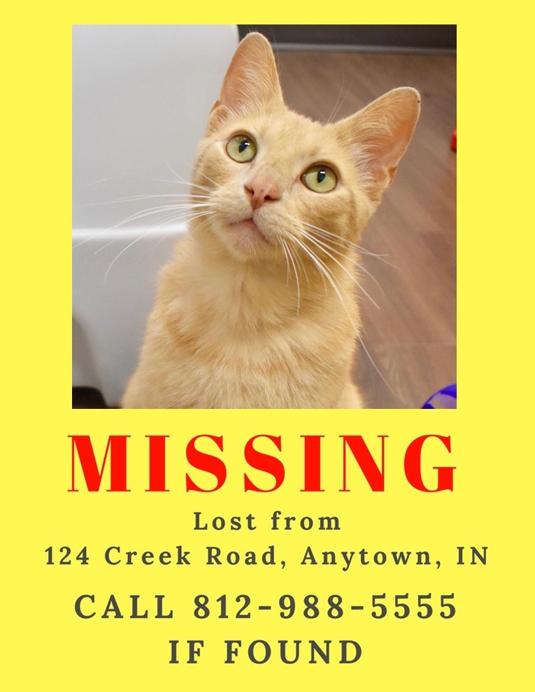Missing Cat Generic Flyer