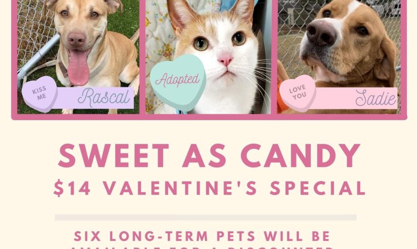 Sweet as Candy Valentine’s Promo