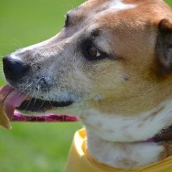 Xylitol can be Lethal in Dogs