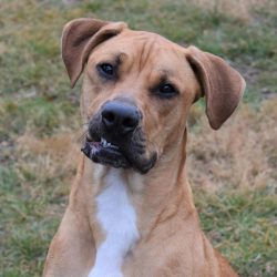 Video: Jake – Such a Smart Dog!