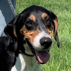 Video: Hank