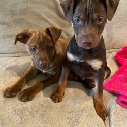 The Value of a Close Relationship with Your Vet