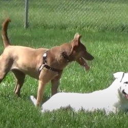 Video: Inga and Rex’s Play Date