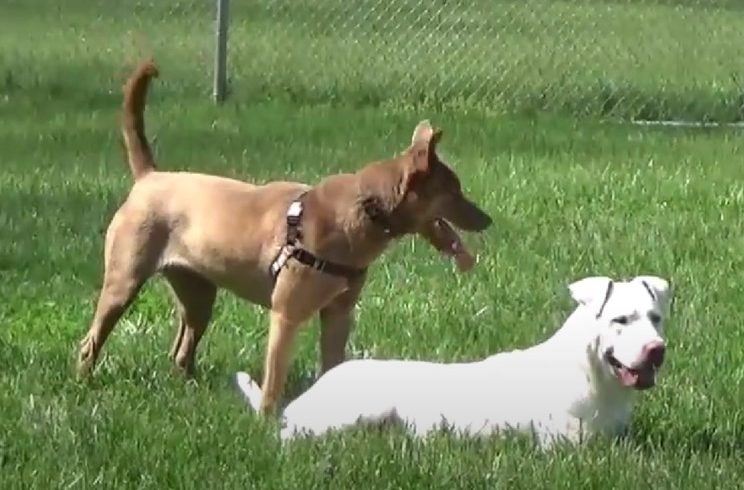 Video: Inga and Rex’s Play Date