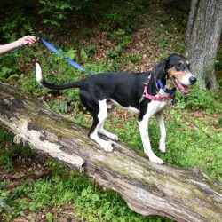 Ticks and Your Pets