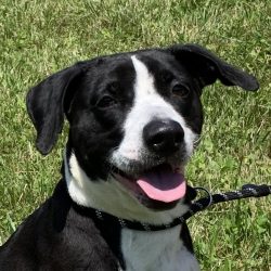 Video: Dog of the Week ~ TIPPY