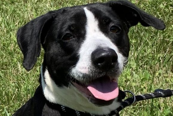 Video: Dog of the Week ~ TIPPY