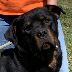 Video: Samson