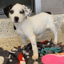 Puppies versus Adults – What to Consider When Adopting