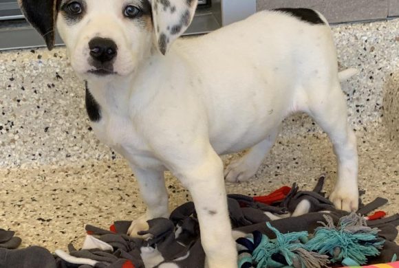 Puppies versus Adults – What to Consider When Adopting
