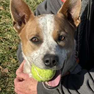 Figg, Dog of the Week at Brown County, IN Humane Society. Loves fetching balls.