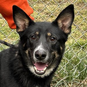 Buford is 4 year old, male shepherd mix