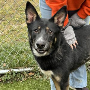 buford is now available for pet dog adoption at BCHS.