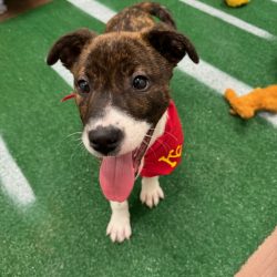 Video: Puppy Bowl – 50% Adoption Special