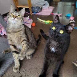 Video: Roo and Spruce
