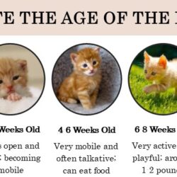 Did you find kittens? Immediate action isn’t always needed