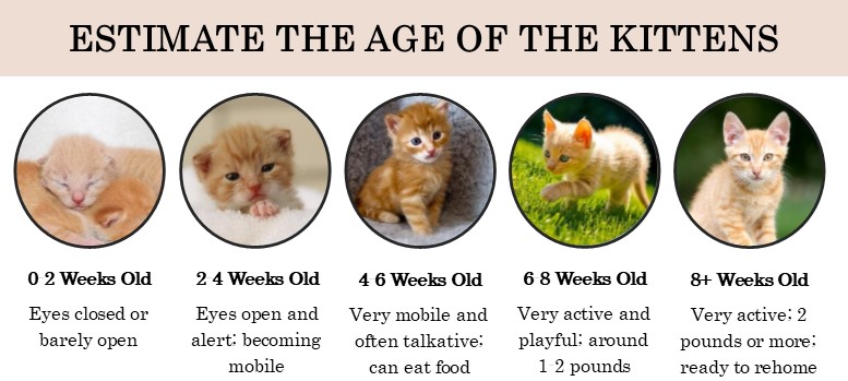 Did you find kittens? Immediate action isn’t always needed