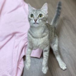 Video: Maya