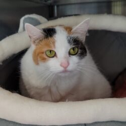 Video: Penelope