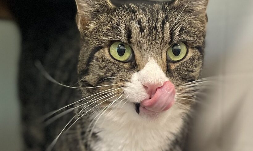 Video: Bella Video: Bella