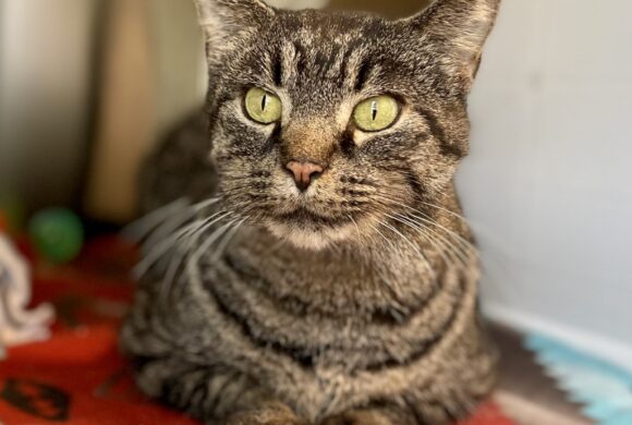 Video: Garfield Video: Garfield