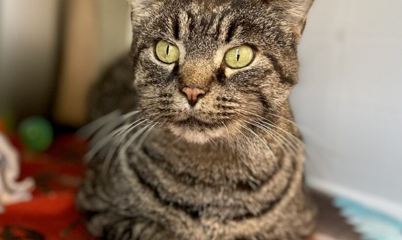 Video: Garfield Video: Garfield