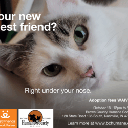 Free Adoptions Saturday, 10/18 ONLY