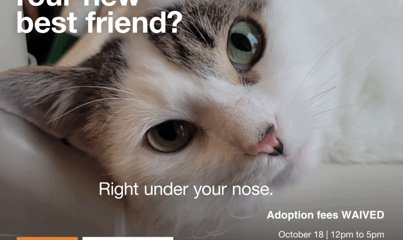 Free Adoptions Saturday, 10/18 ONLY Free Adoptions Saturday, 10/18 ONLY