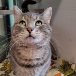 Video: Simon