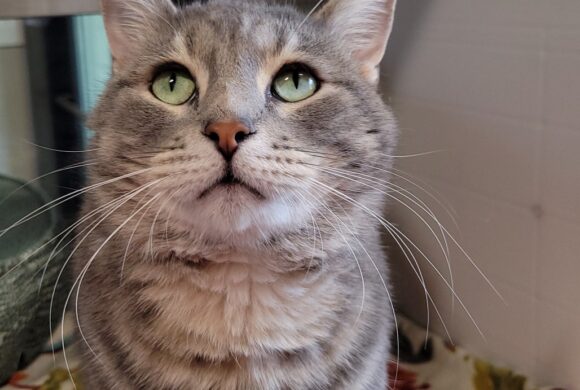 Video: Simon Video: Simon