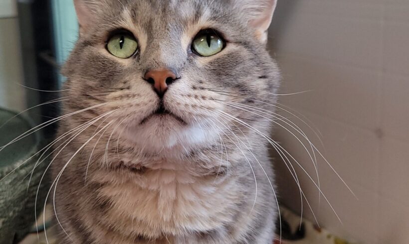 Video: Simon Video: Simon