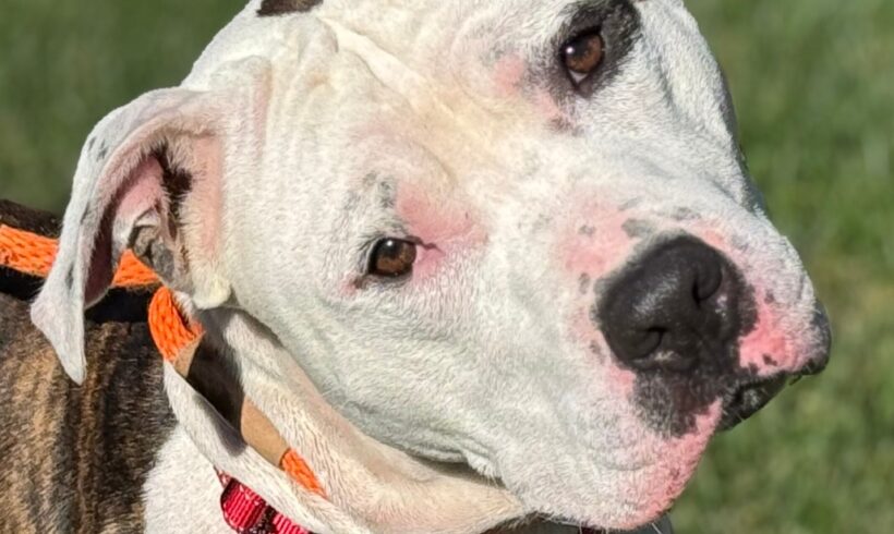 Video: Spot Video: Spot