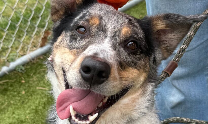 Video: Raider Video: Raider