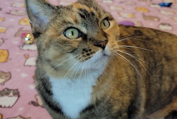 Video: Mia Video: Mia