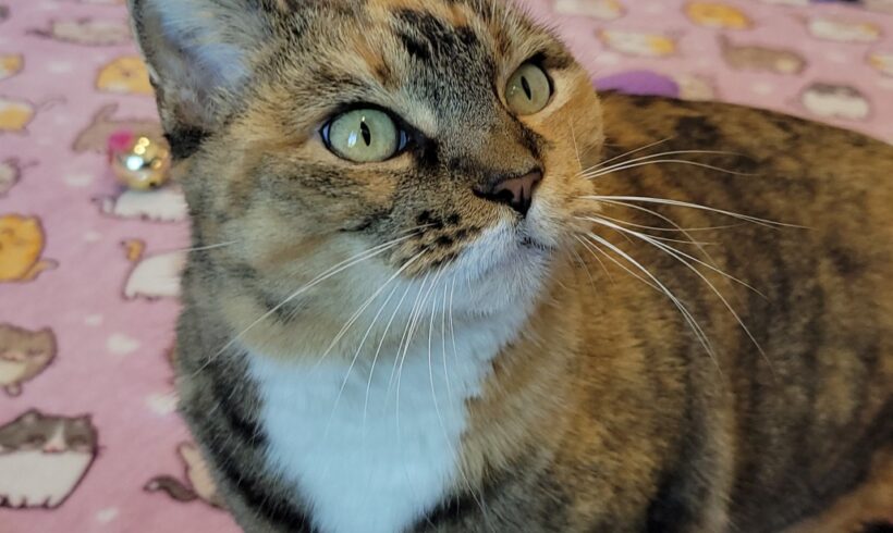 Video: Mia Video: Mia